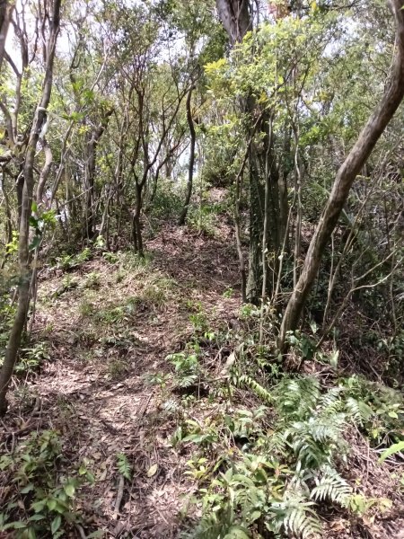 蛇子形古道+柴寮古道2754229