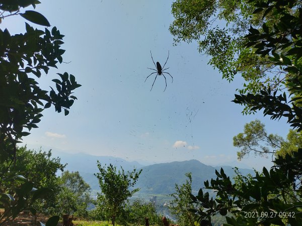 新竹  鹿寮坑山+大肚山  (小橋登入，逆繞)