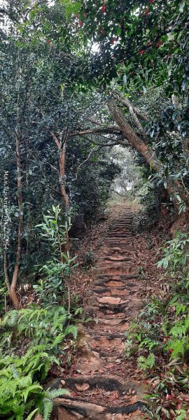 《苗栗》霧雨寒流｜三義三角山步道202512252969216