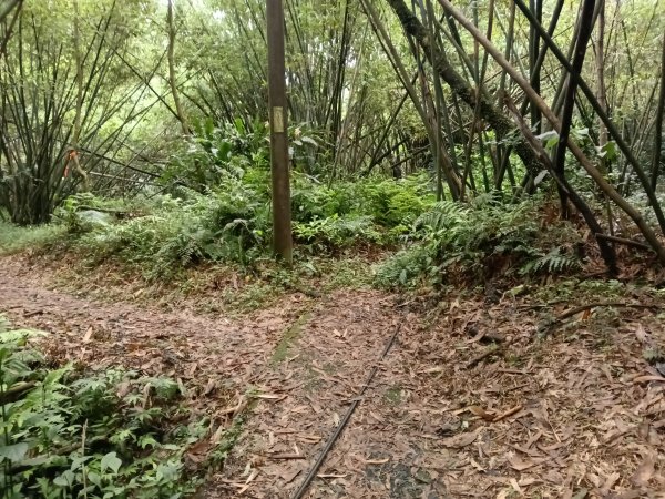 基隆市總督府(嶺)步(古)道-五坑山-五坑湖3038918