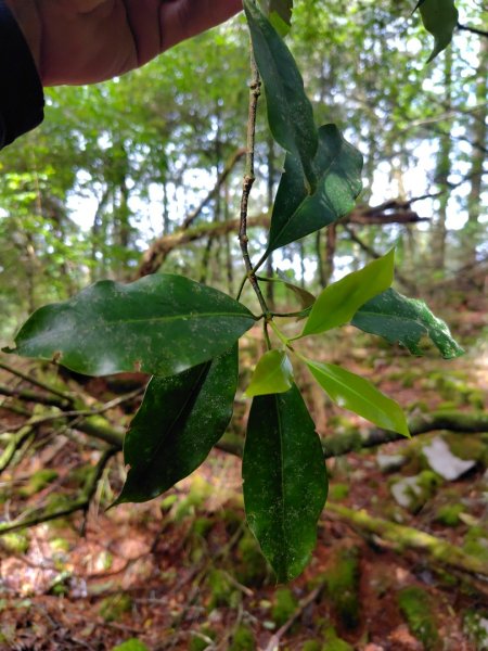 稍來小雪山國家步道、船型山、鞍馬山、鞍馬山東北峰、天池、雪山神木2799715