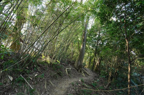 新北-桃園 娘子坑山、烏塗窟山、五十分山2427196