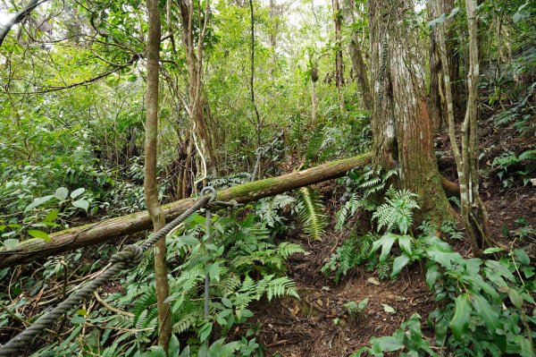 新北 烏來 大刀山、拉樸山、阿玉溪山2704956