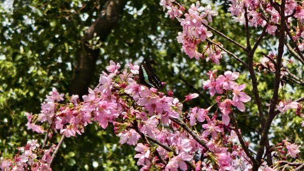 #緣道觀音廟 #北海福座 #萬代福 #黃花風鈴木 #錫葉藤 #青帶鳳蝶 #昭和櫻 #吉野櫻 3/123014064