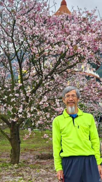 #天元宮 #吉野櫻 #頂湖小鎮 #紫藤 3/283024022