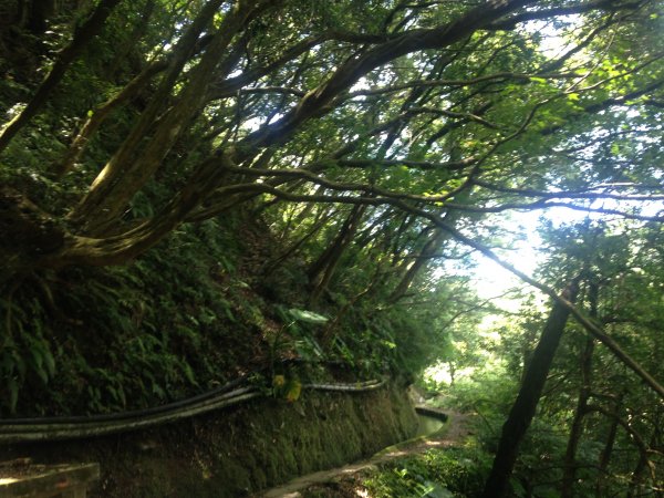 坪頂古圳親山步道587014