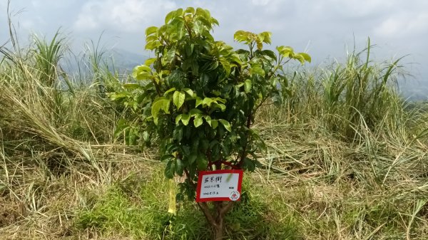 雙溪區不厭亭-牡丹山-金瓜石福德-樹梅坪-不厭亭-金字碑探幽亭-三貂崙-不厭亭8字走