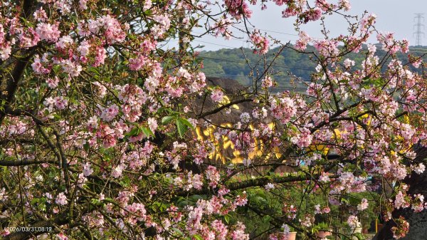 #大鳳蝶 (雌無尾) #綠繡眼 #頂湖小鎮 #紫藤 #觀音山 #日出 #天元宮 #吉野櫻 3/313026517