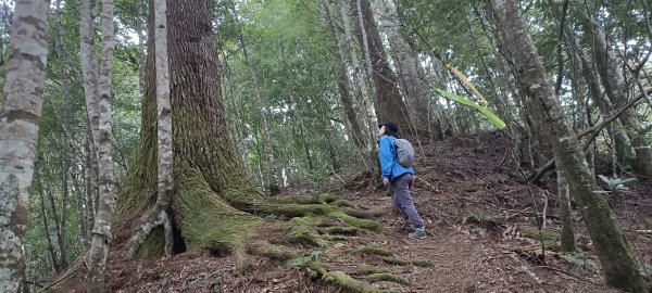 2024/03/09-石麻達山+屯野生台山連走2448844