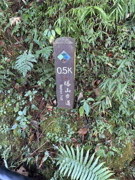 20251225塔山步道(大塔山)2970280