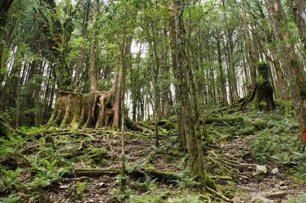 台中 和平 南松鶴山、八仙山、東松鶴山2877975