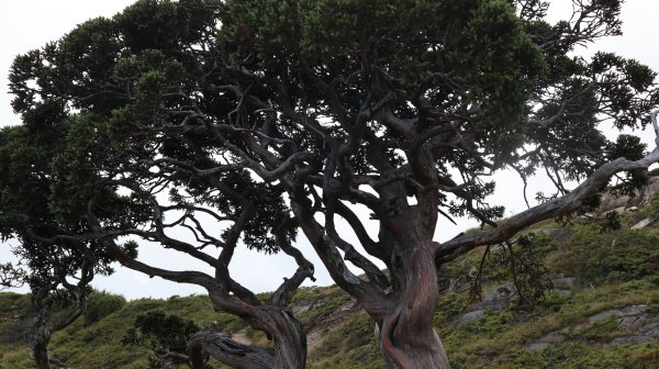 合歡北西峰登山健行趣(百岳34號＆82號)1805897