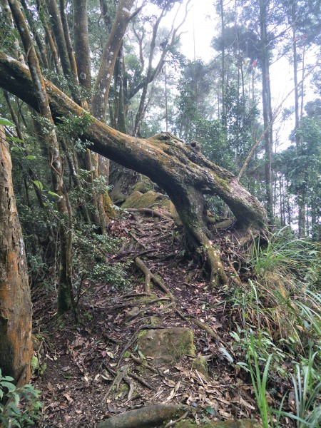 2018 01 20 八仙古道252926