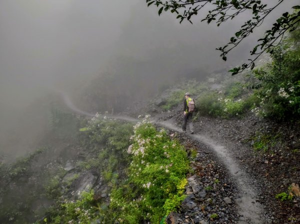 【新竹】觀霧迷幻森林：檜山巨木群步道1111874