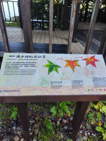 稍來小雪山國家步道、船型山、鞍馬山、鞍馬山東北峰、天池、雪山神木2799809