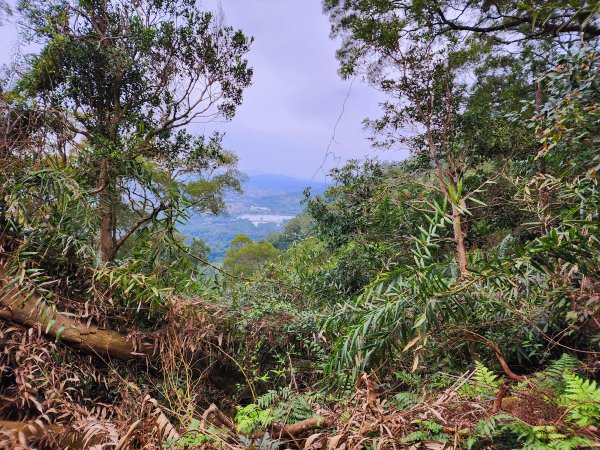 小百岳集起來-溪洲山（石門苗圃）2181566