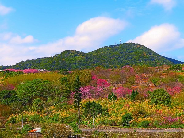 【2022櫻花季】陽明山平菁街櫻花季開跑1587861