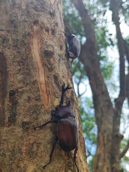 夏日甲蟲祭典（羊稠森林步道，龜山福源山-山佳車站）2826593