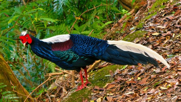 翡翠水庫壩頂 #火燒雲雲海 #日出雲海 #鱷魚島 #藍腹鷴 4/292773474