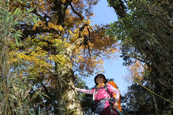 內鳥嘴山賞山毛櫸、北得拉曼神木