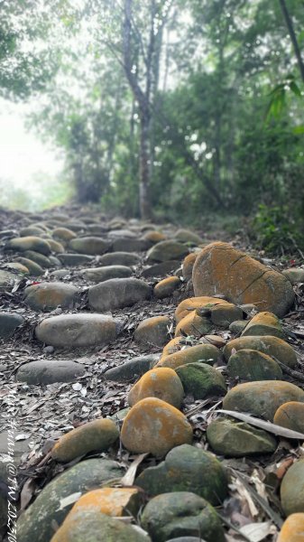 《台中》黑松山雞｜大坑5-1號上5號步道下202310292330718