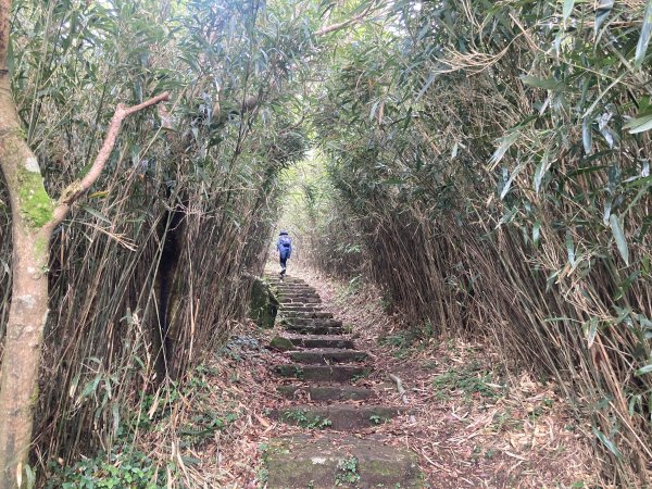 大屯山登山步道2472574