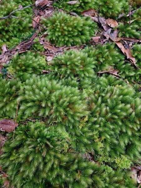 福巴越嶺國家步道2364588