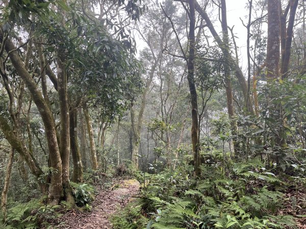 [屏步青雲 尋寶任務-02/10] 2024_0916 尾寮山登山步道2597400