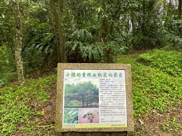 細雨中遠眺101登南港山2043817