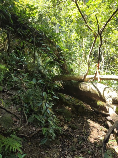 關西赤柯山、東獅頭山步道（玉山太元宮中元）2881682
