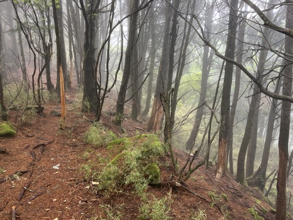 鹿林山-鹿林前山-真鹿林山-石水山-石水山基點峰 2025.5.252798426