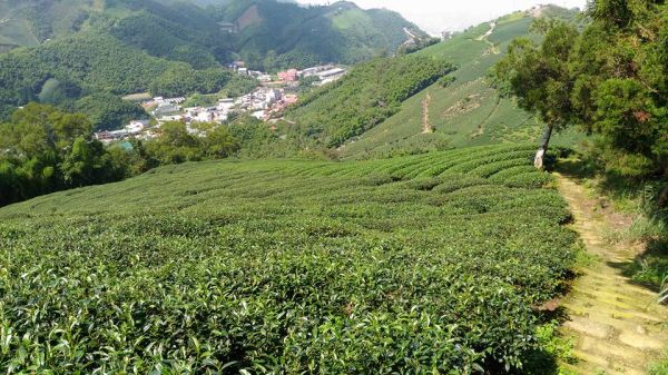 梨子腳山與太平山（小百岳）153208