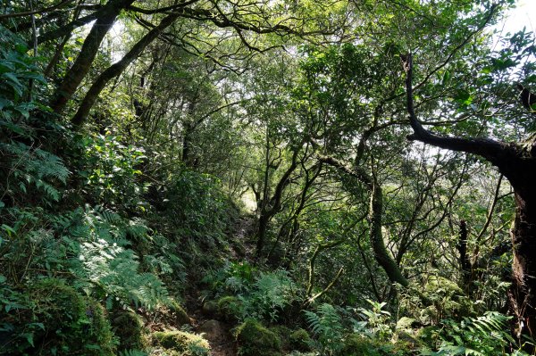 臺北 士林 香對山、頂山、杏林山、北五指山、高頂山、北頂山、馬蕃山、頂山溪山、五指山2703264
