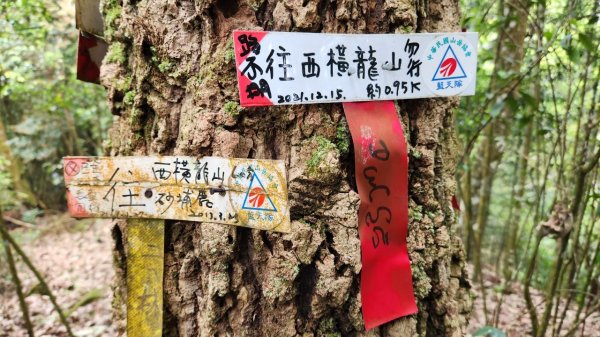 【中級山縱走】水雲三星，橫龍山，騰龍山，橫龍古道2742971