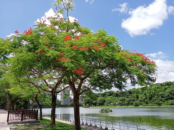 景色迷人的碧湖公園步道