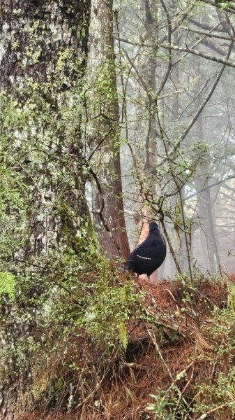 20250319～20嘉明湖國家步道🥶🥶🥶殘念😭2739793