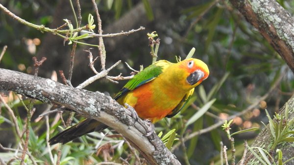 中正紀念堂-花鳥&大屯山雲海（山嵐）2/12703312