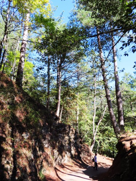如童話般的森林步道-武陵桃山瀑布步道1190798