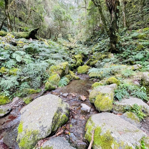 20241221 霞喀羅二天一夜露營賞楓2711946