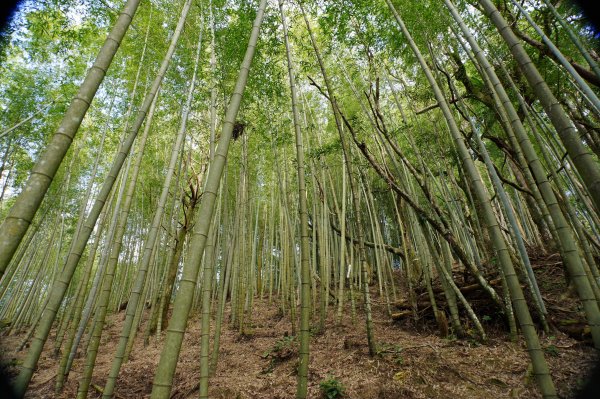 桃園 復興 牌子山、金平山2952216