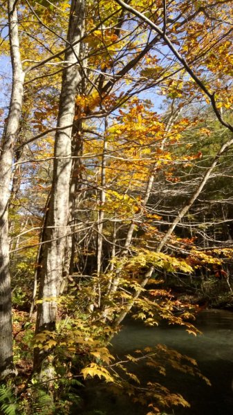 奧入瀨溪健行444373