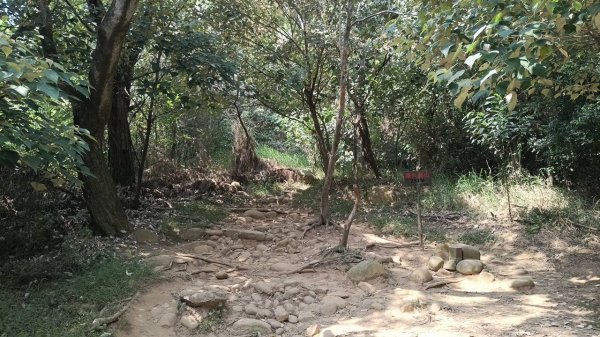 20251018 三義火炎山 南鞍古道 O型2920411