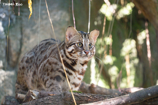 【動物園動態】想好好觀察石虎新成員、保持安靜是必要法則