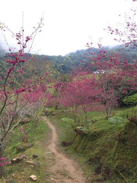 花蓮-大禮步道（得卡倫步道起登）2037629