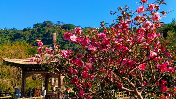 雙溪公園賞花&原住民公園落羽松&故宮1/142689944