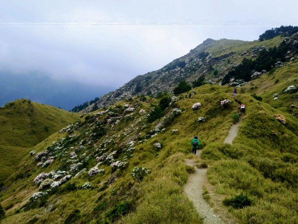 賞心悅目～賞高山玉山杜鵑1374459