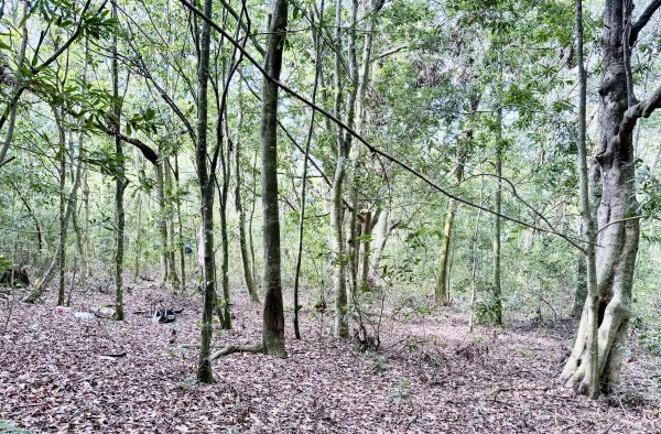 奧萬大登合流點山順撿楓樹林山.獅子頭    2025.3.112734141