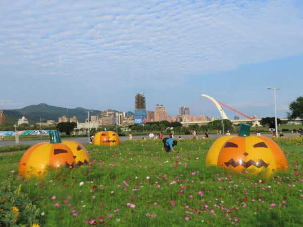 ［大佳河濱公園］［向日葵］2329572