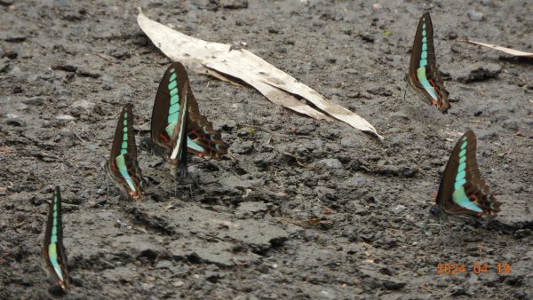 陽明山趴趴走，又到了賞蝶趣的季節 #褐斑毒蛾幼蟲2481912
