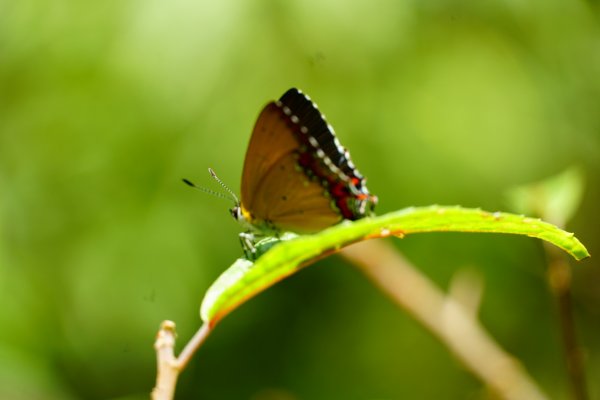 埔里彩蝶瀑布之國姓鄉眉冷山及糯米橋1466214